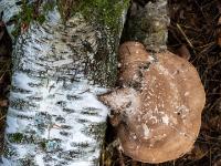 Hellbrauner Baumpilz an Birkenstamm